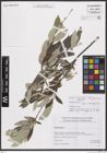 Foto von Salix brachypoda (Trautv. & C. A. Mey.) Kom.